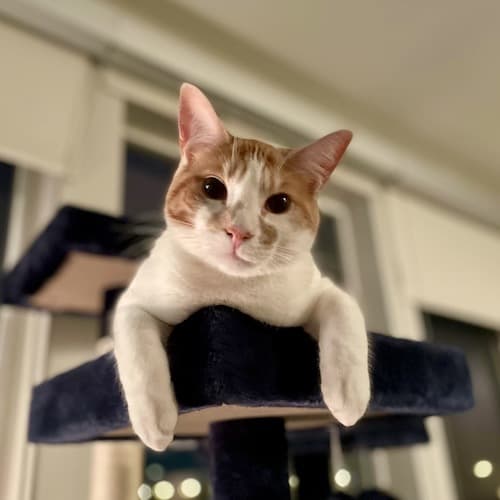 Kunu | Cat at Documoto