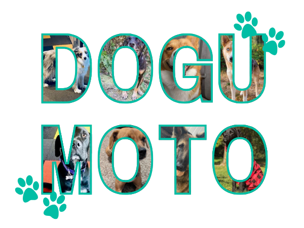Dogumoto BI