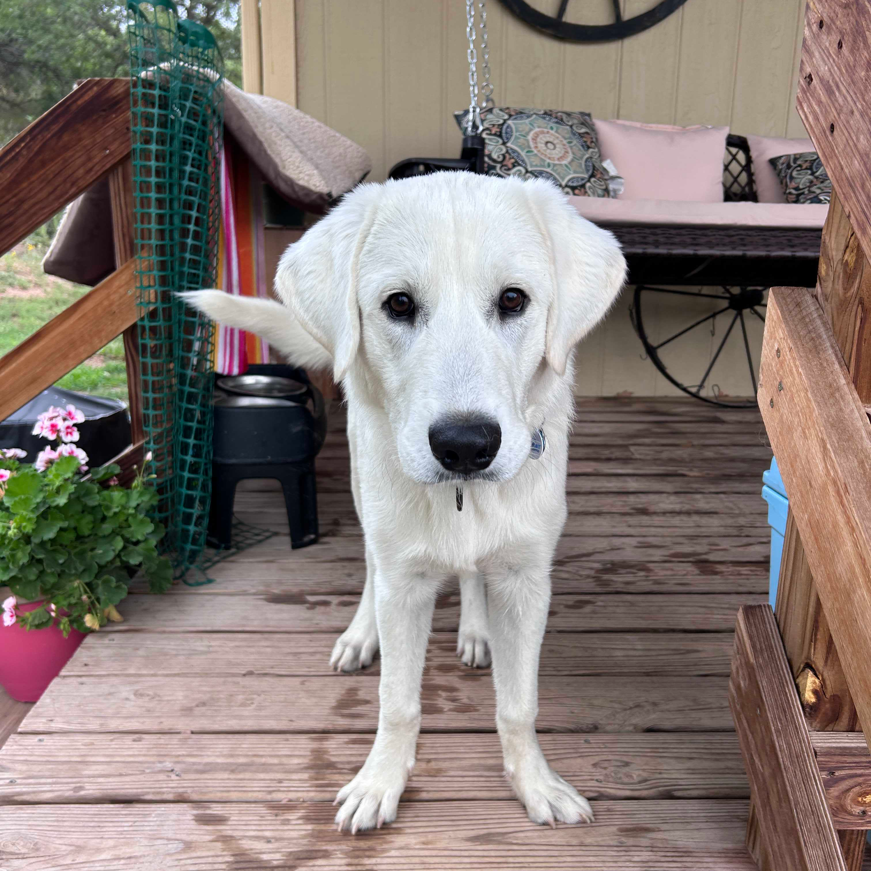 Remington